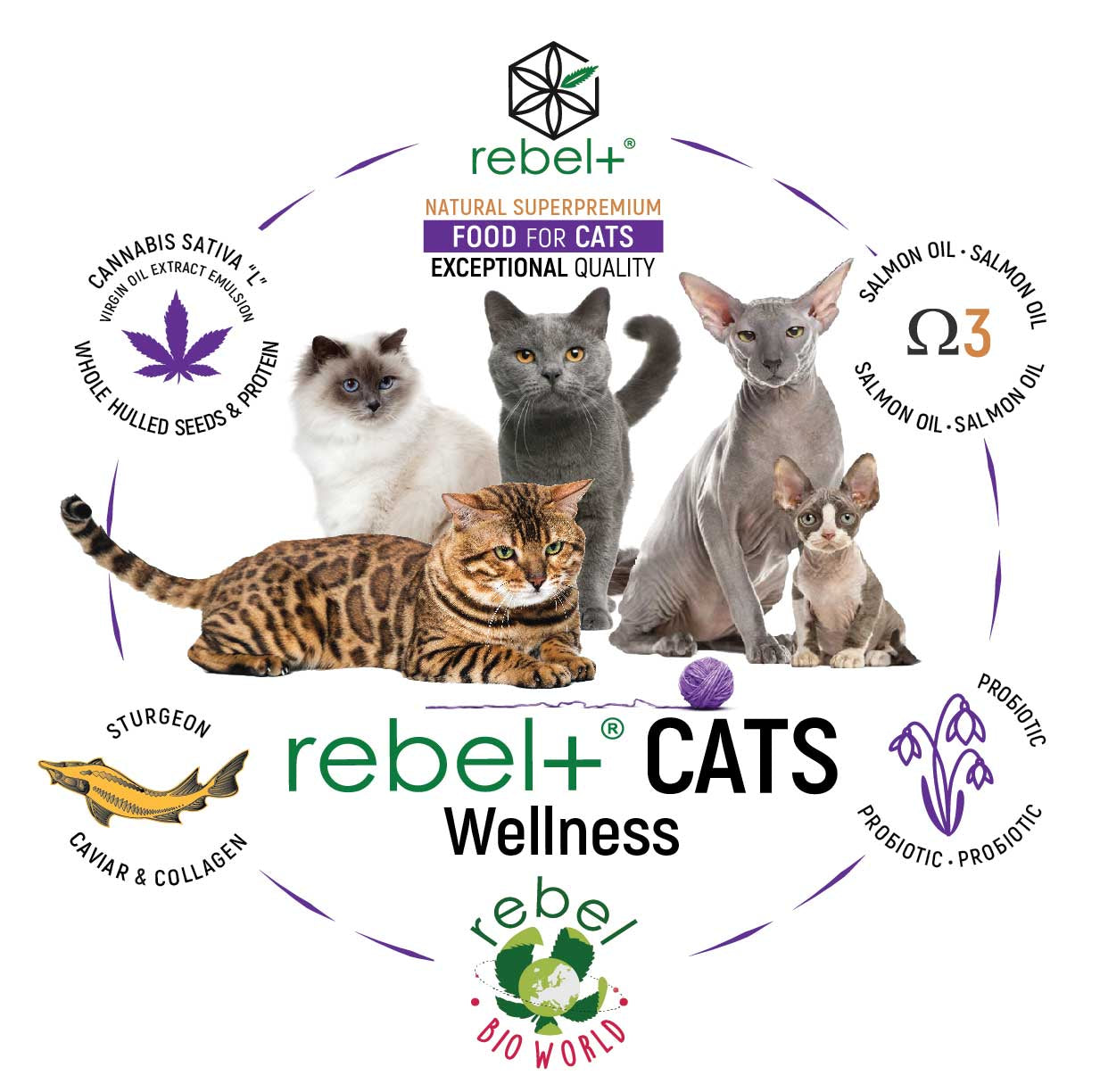 Rebel+ Pussicats image 1